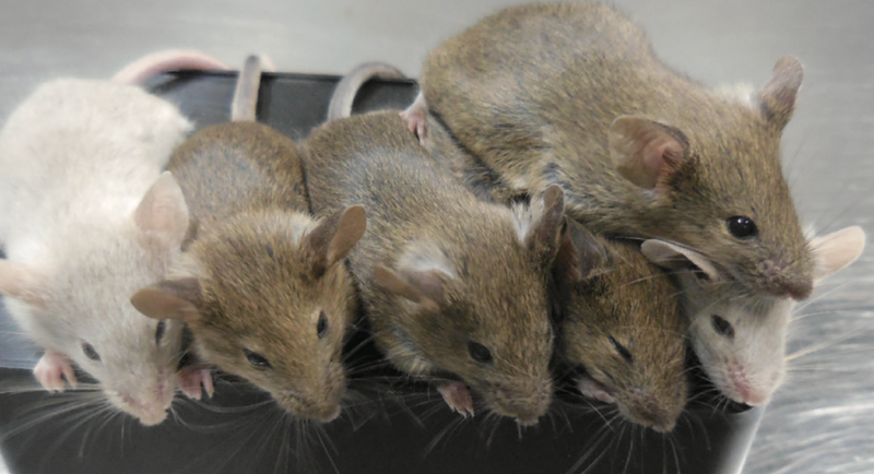 Mice produced from the procedure. (Image: O. Hikabe et al., 2016/Nature Research)
